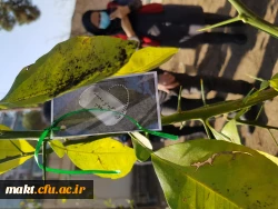 گزارش تصویری کاشت مراسم روز درختکاری06