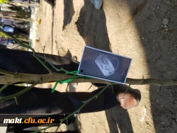 گزارش تصویری کاشت مراسم روز درختکاری12