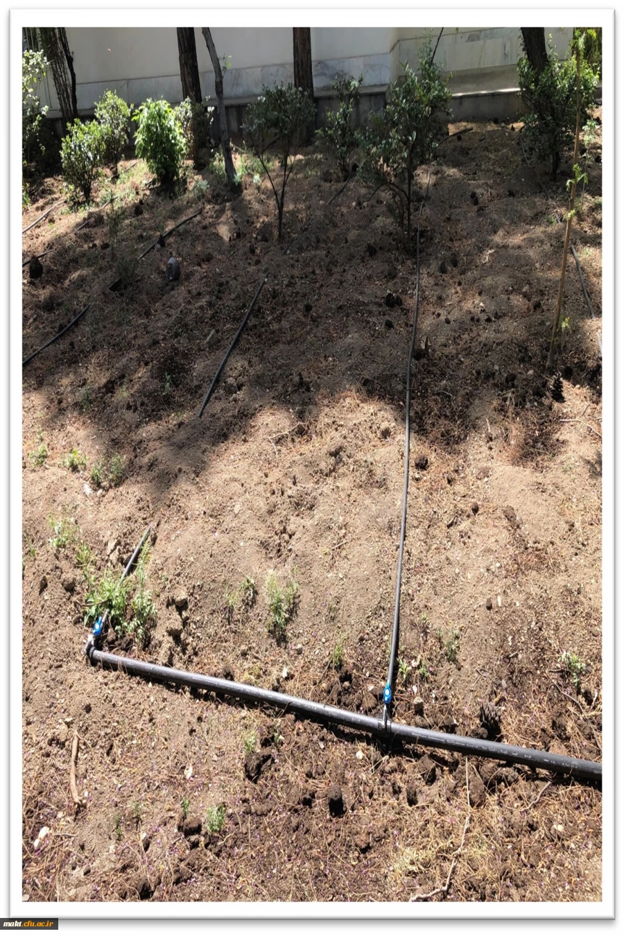اجرای طرح نوین آبیاری و کاشت گل برای زیباسازی محوطه مرکزآموزش عالی شهدای مکه 8